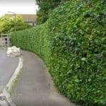 Hedge Project